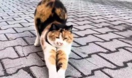 三花与猫猫爆料视频下载,精彩瞬间大盘点