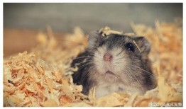 仓鼠王惊天爆料视频